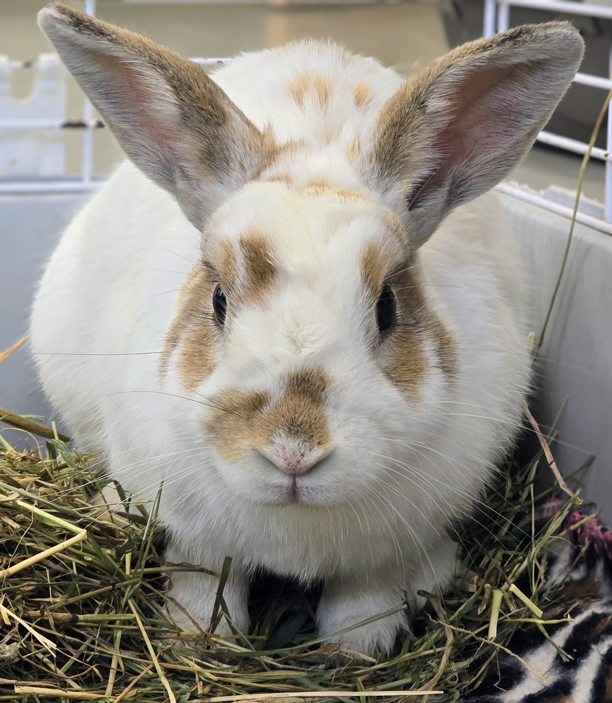 -153 Russell, Adopted, Adult Male American.