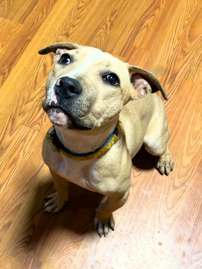 Luna - In Portland, EASY GIRL!, adopted, Young Female Bull Terrier & Dachshund.