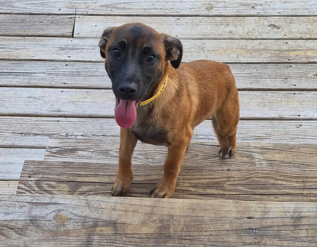 Gator, Adoptable, Young Male Dachshund.