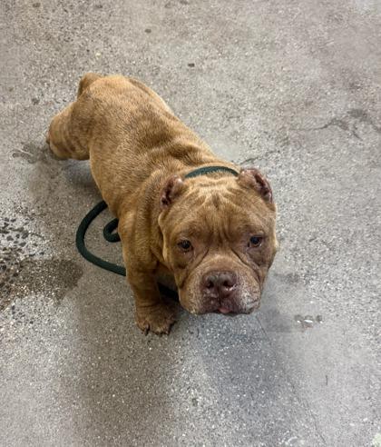 Mr. Bubbles, Adoptable, Senior Male American Bulldog & Mixed Breed.