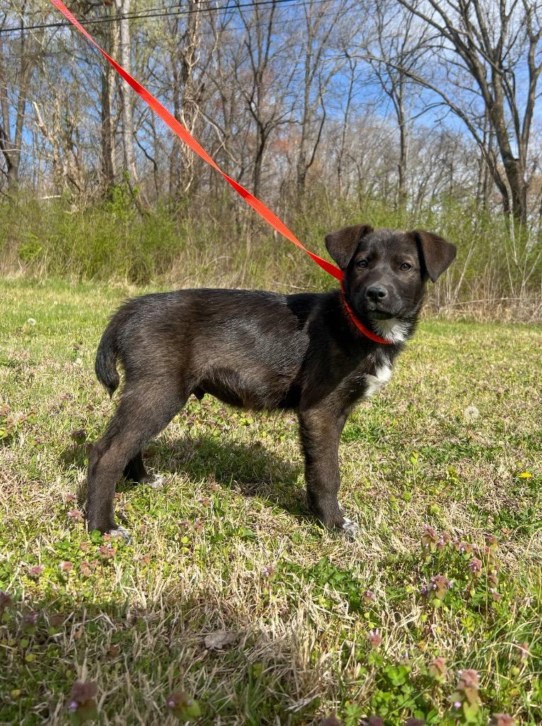 Sunny, Adopted, Puppy Male Husky & Mixed Breed.