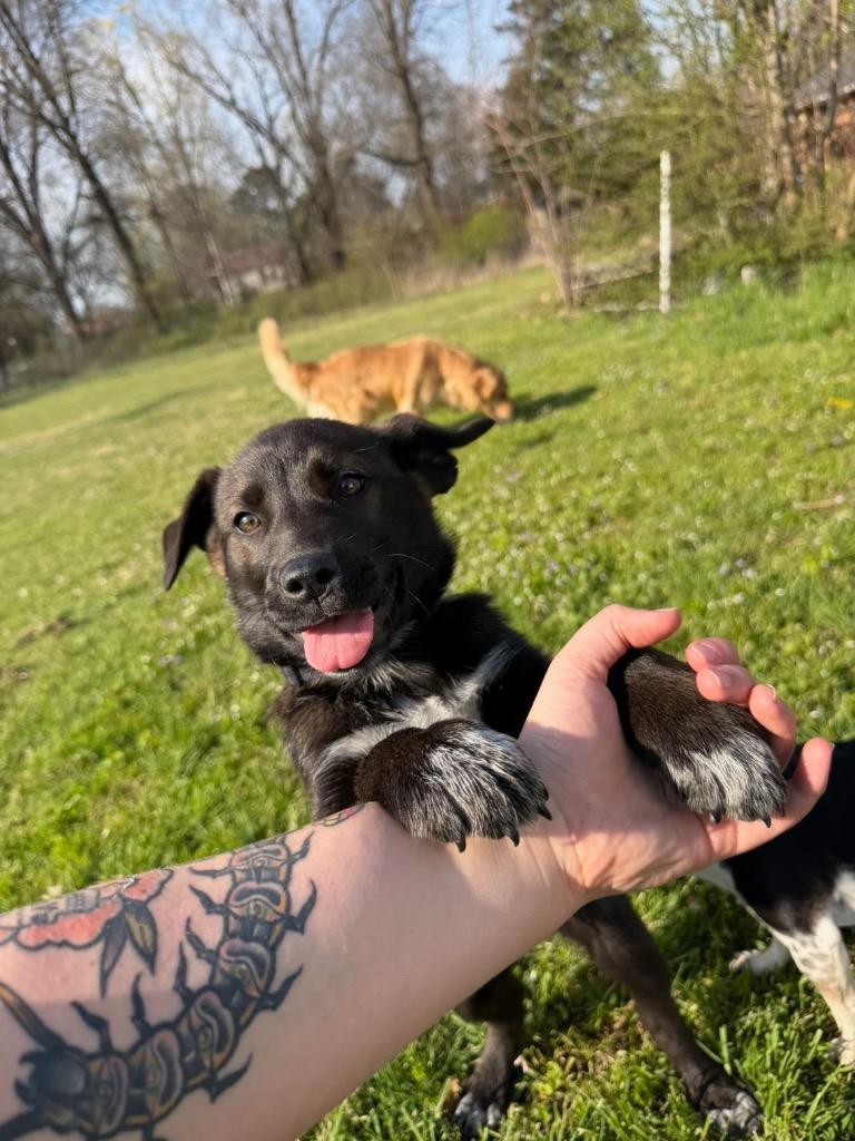 Enlarge Sunny, a Adopted mixed breed in Murray, KY image 2/6