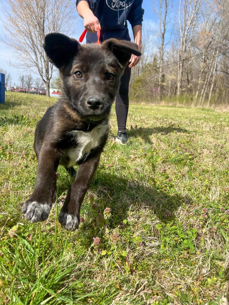 Enlarge Sunny, a Adopted mixed breed in Murray, KY image 3/6