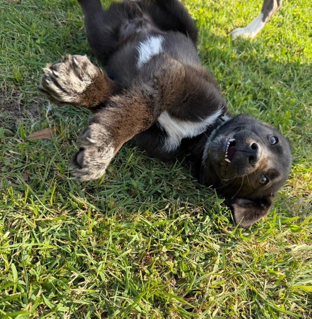 Enlarge Sunny, a Adopted mixed breed in Murray, KY image 4/6