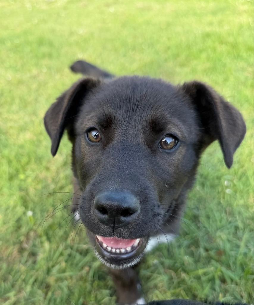 Enlarge Sunny, a Adopted mixed breed in Murray, KY image 5/6