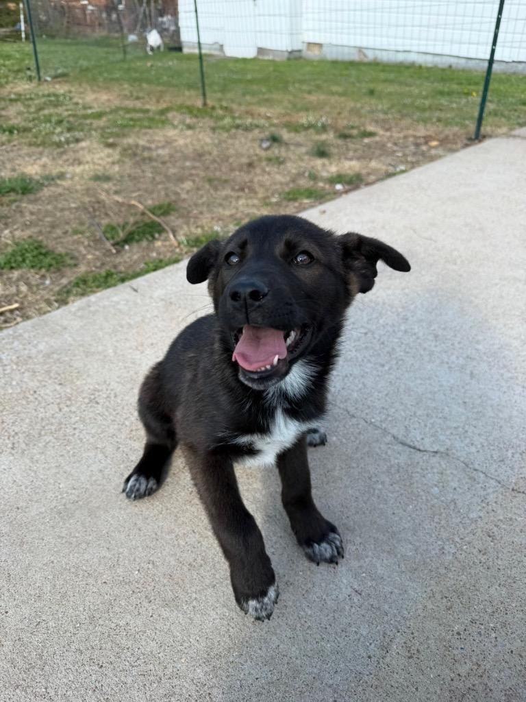 Enlarge Sunny, a Adopted mixed breed in Murray, KY image 6/6