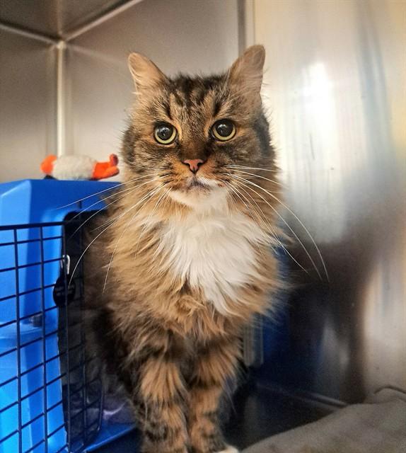 GRAYSON, Adoptable, Senior Male Domestic Long Hair.