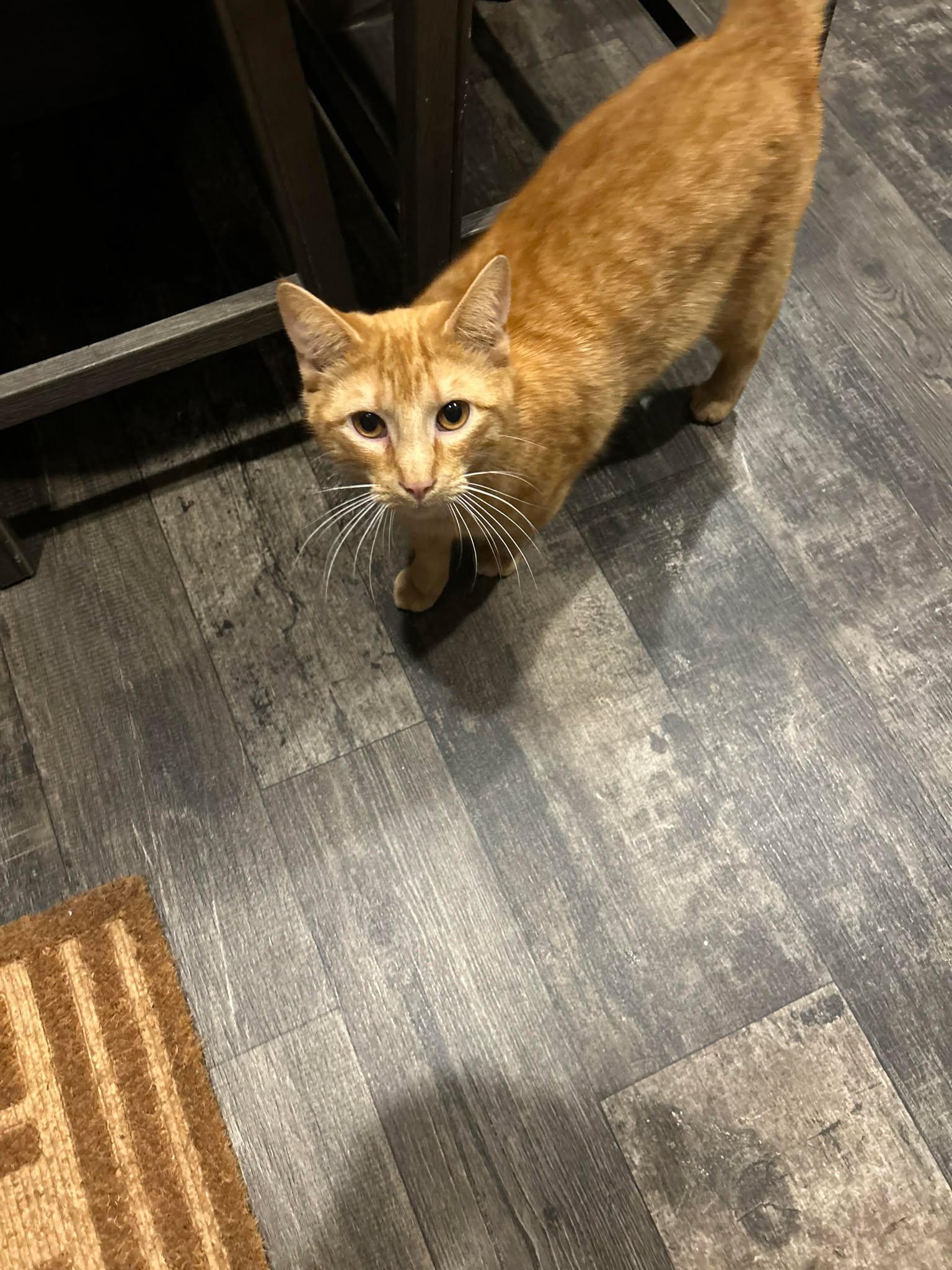 Sammy, Adopted, Adult Male Domestic Short Hair.