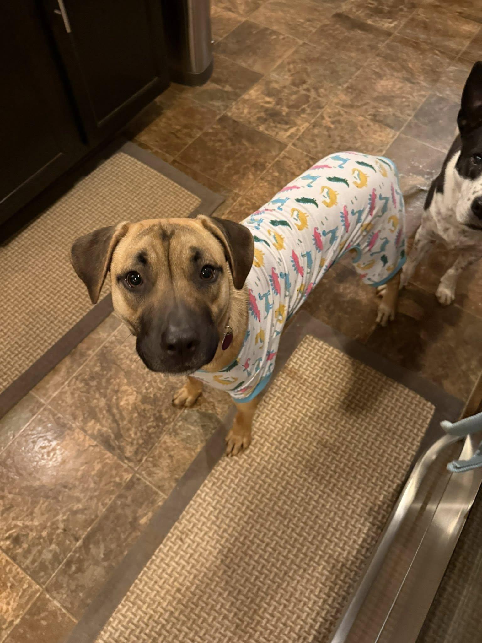 Janet *FOSTER-TO-ADOPT?, Adoptable, Young Female Shepherd & Belgian Shepherd / Malinois.