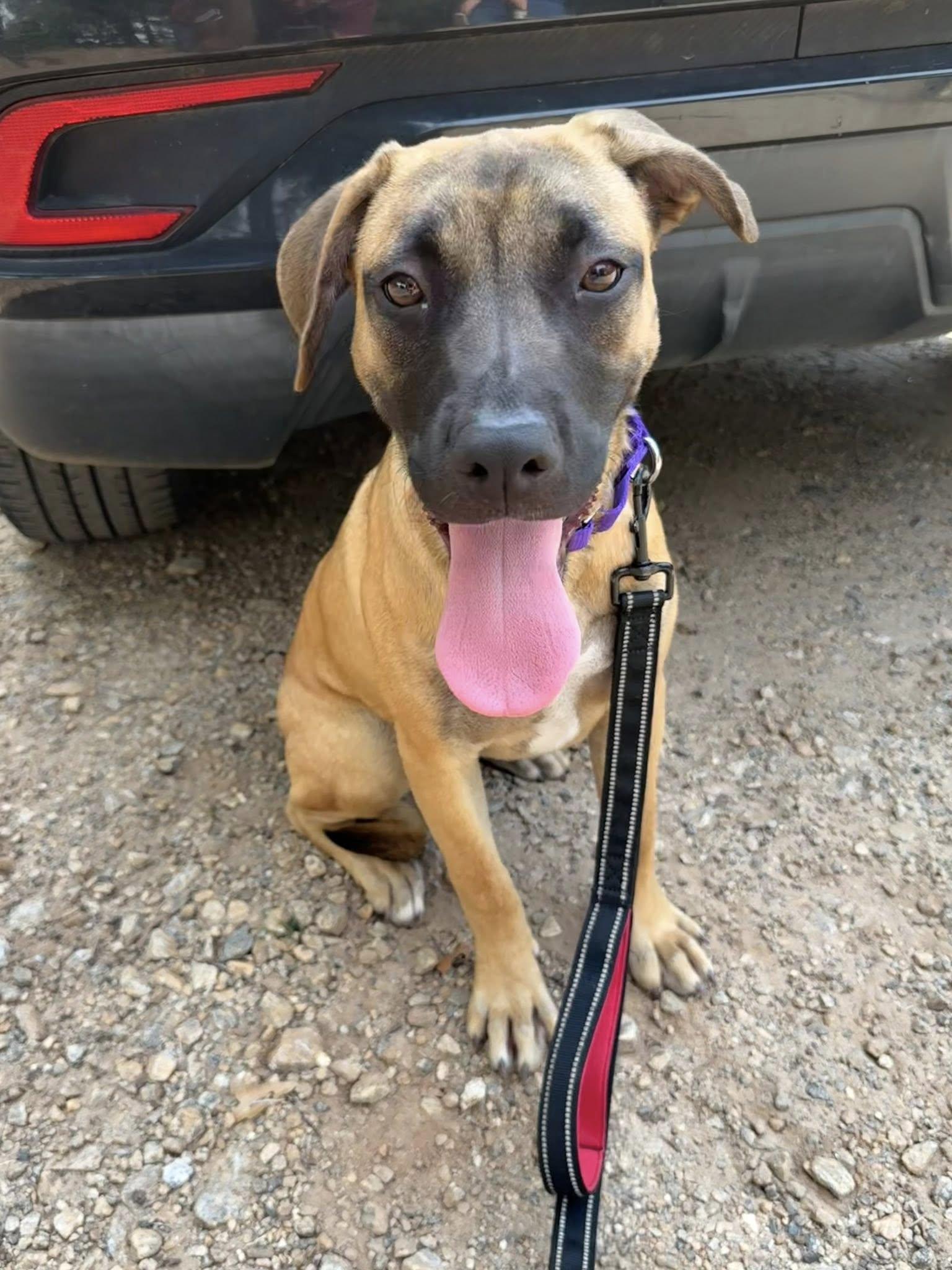 Janet *FOSTER NEEDED TOO!, Adoptable, Young Female Shepherd & Belgian Shepherd / Malinois.