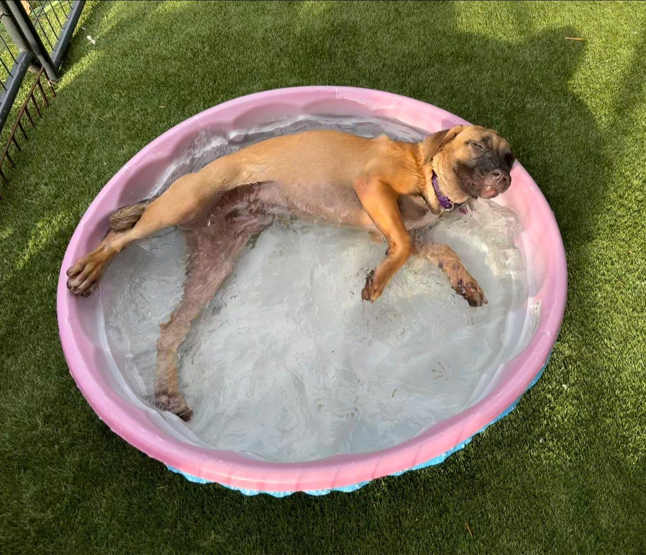 Janet *FOSTER NEEDED TOO!, a Adoptable mixed breed in Decatur, GA image 1/3