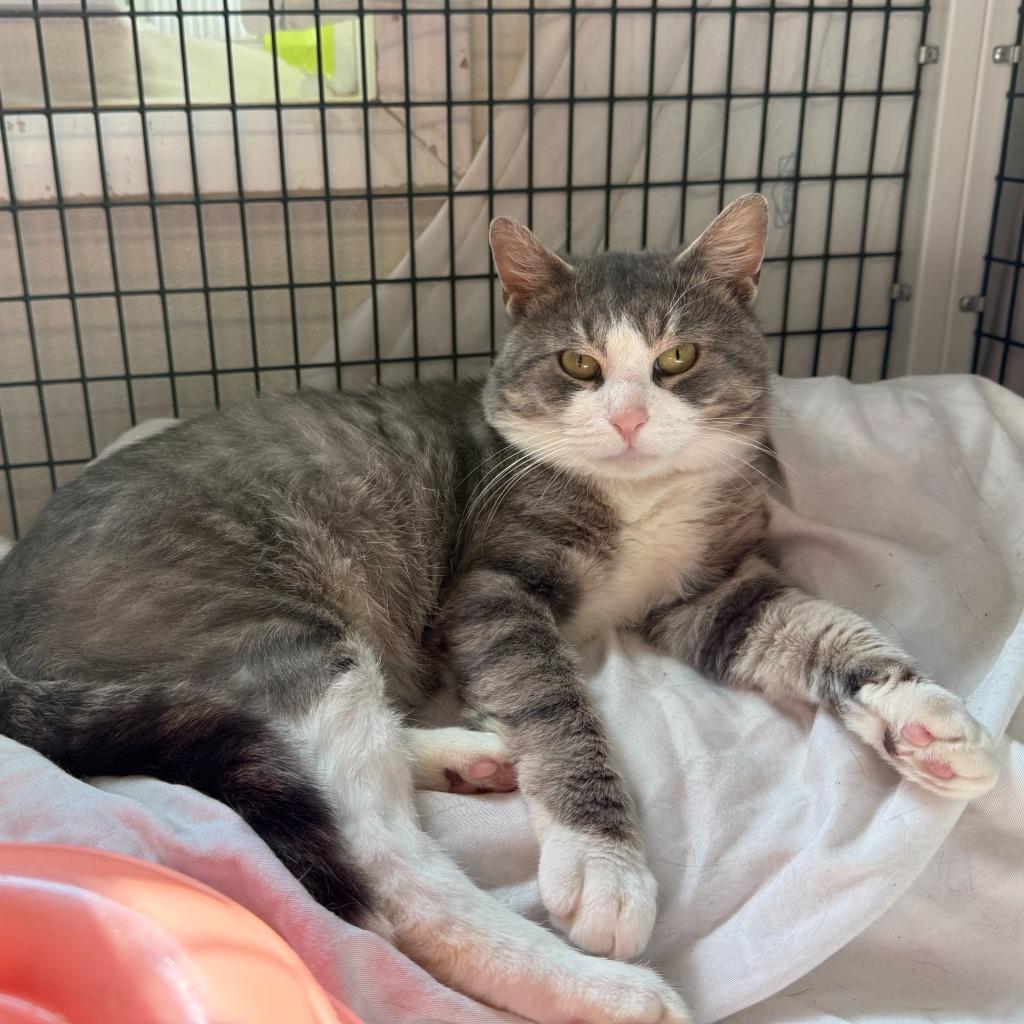 Enlarge Sammy, a Adoptable mixed breed in Ewing, NJ image 2/5