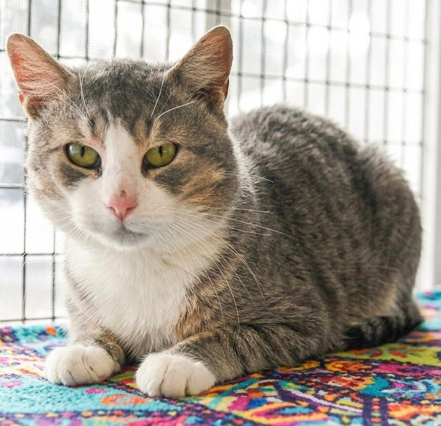 Enlarge Sammy, a Adoptable mixed breed in Ewing, NJ image 3/5