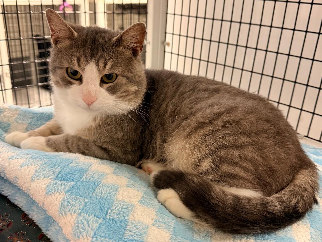 Enlarge Sammy, a Adoptable mixed breed in Ewing, NJ image 4/5