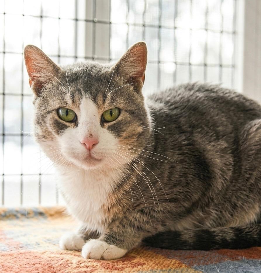 Enlarge Sammy, a Adoptable mixed breed in Ewing, NJ image 5/5