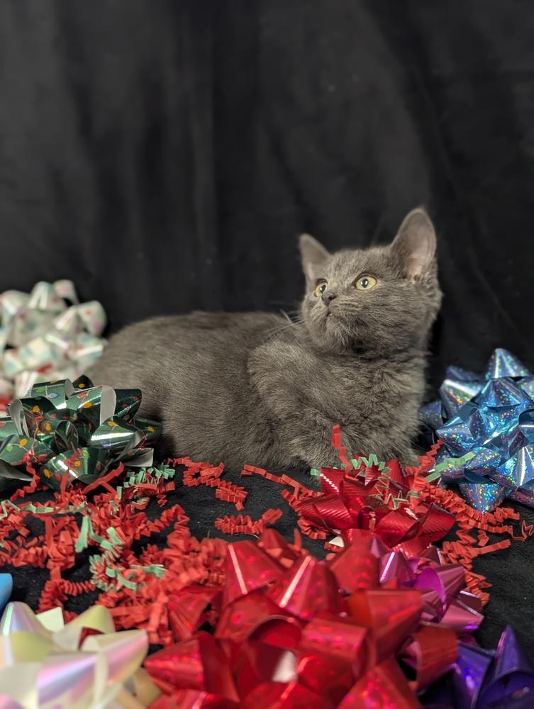 Blue, a Adoptable Domestic Short Hair in Lorain, OH image 1/5