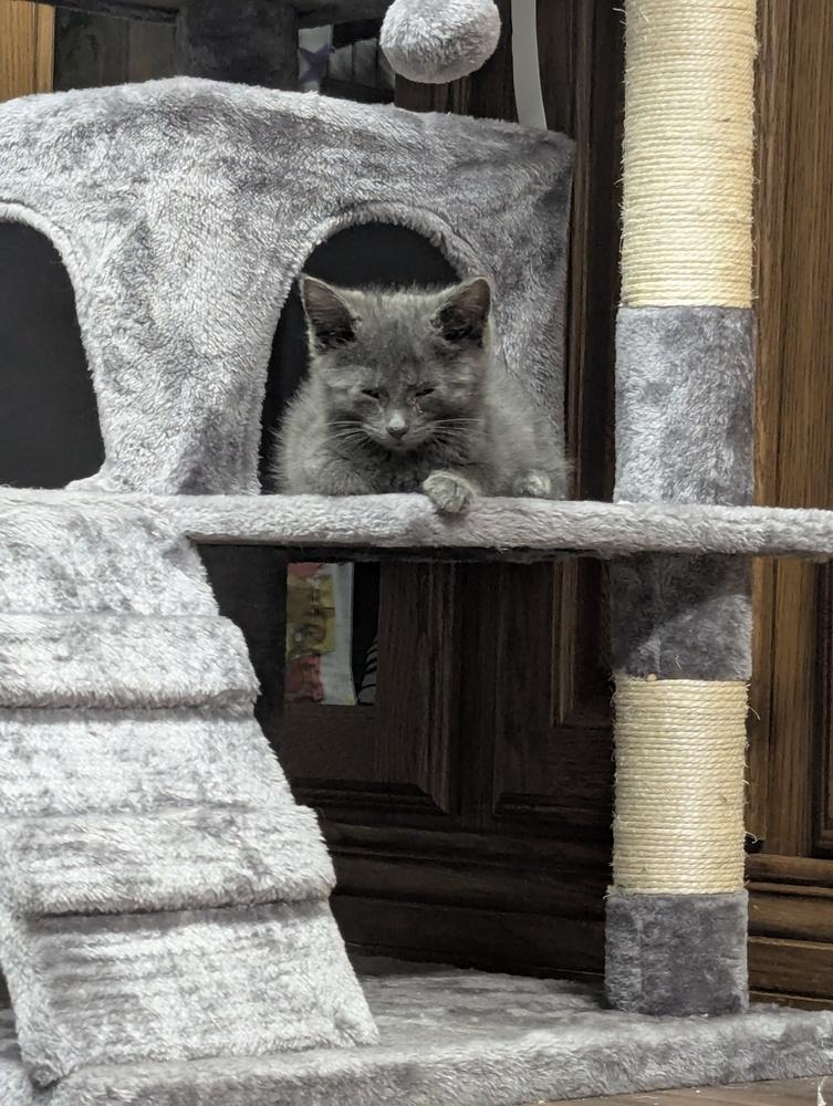 Blue, a Adoptable Domestic Short Hair in Lorain, OH image 2/5