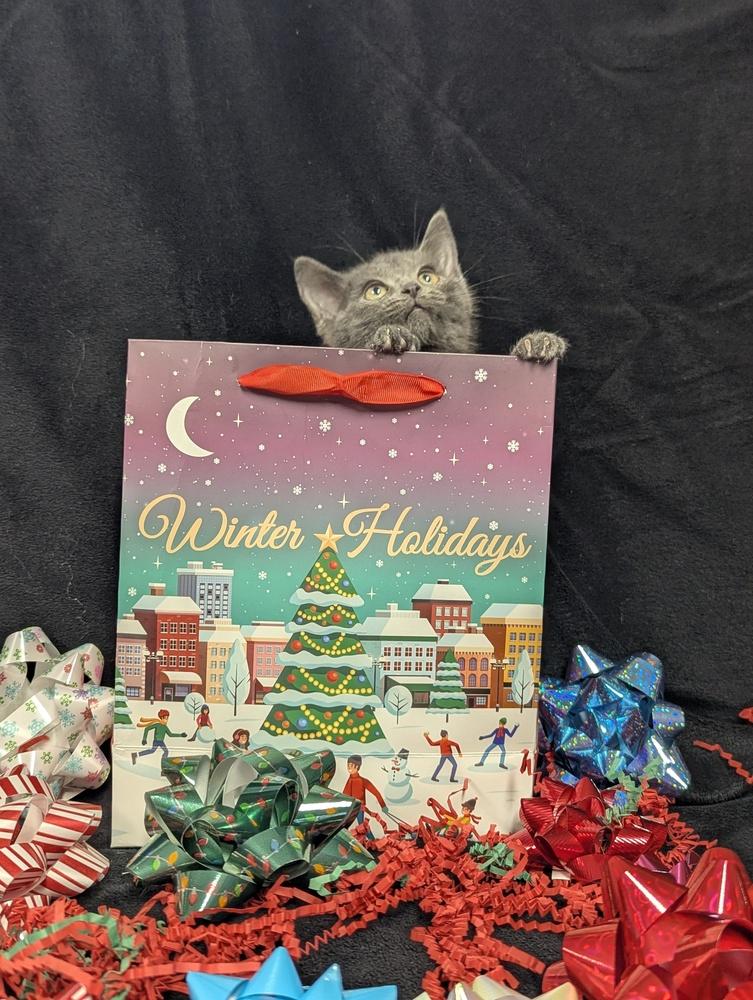 Blue, a Adoptable Domestic Short Hair in Lorain, OH image 3/5