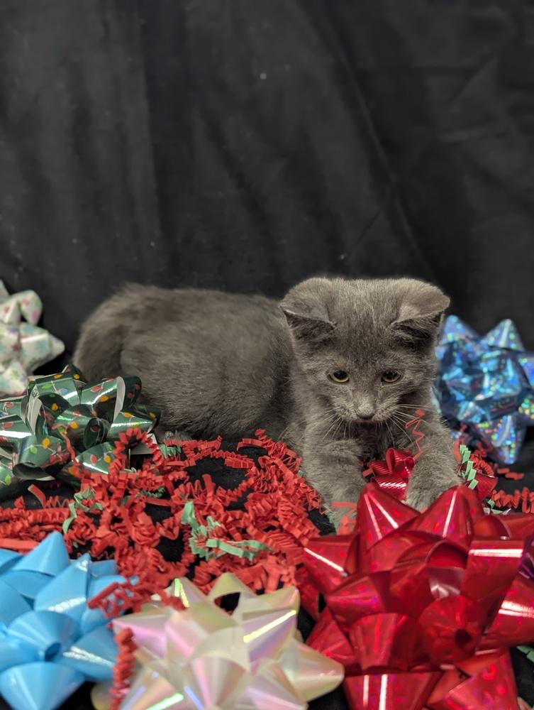 Blue, a Adoptable Domestic Short Hair in Lorain, OH image 4/5