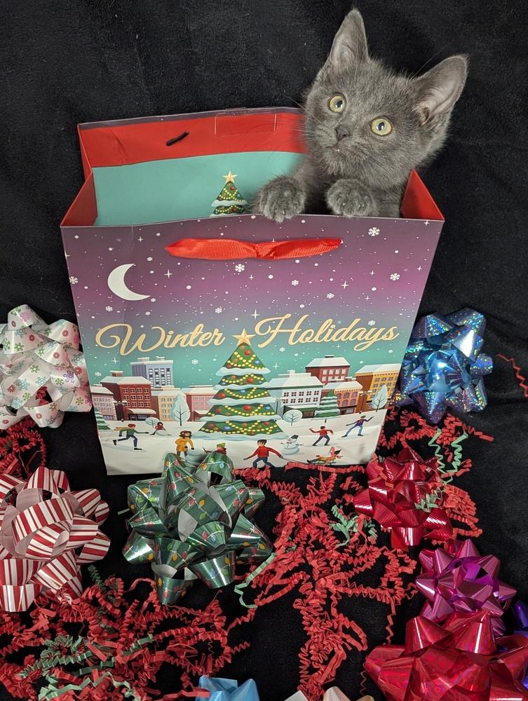 Blue, a Adoptable Domestic Short Hair in Lorain, OH image 5/5