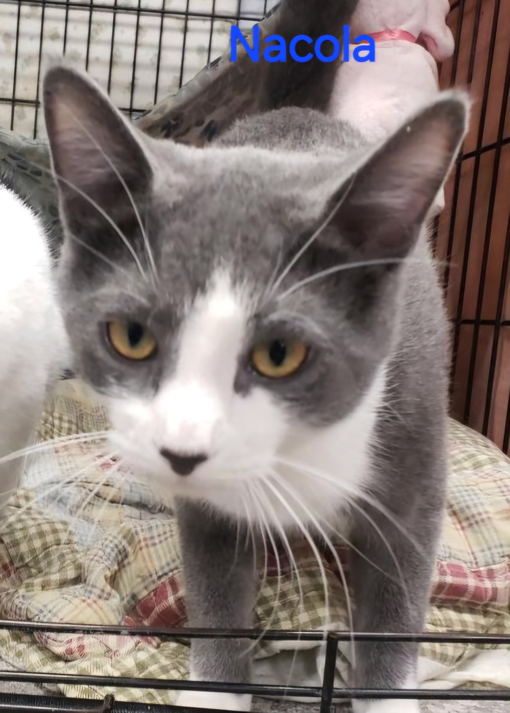 Nacola, a Adoptable mixed breed in Whitewater, WI image 3/3