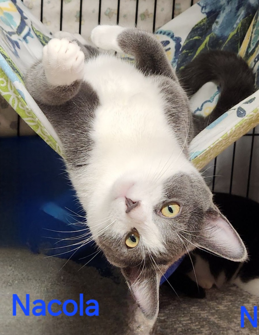 Nacola, a Adoptable mixed breed in Whitewater, WI image 1/3