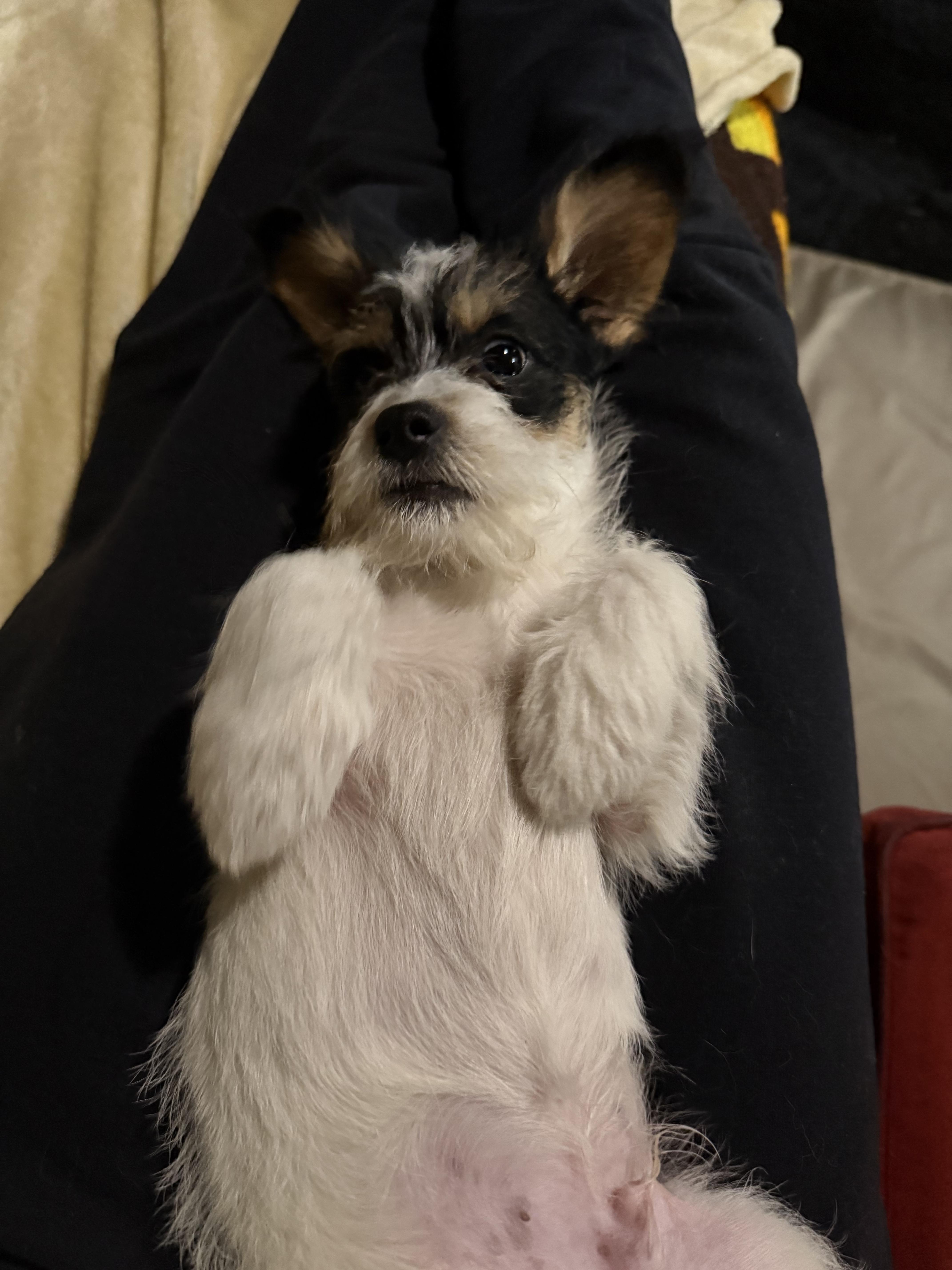 Enlarge Bart, a ADOPTABLE mixed breed in Medford, NJ image 3/5