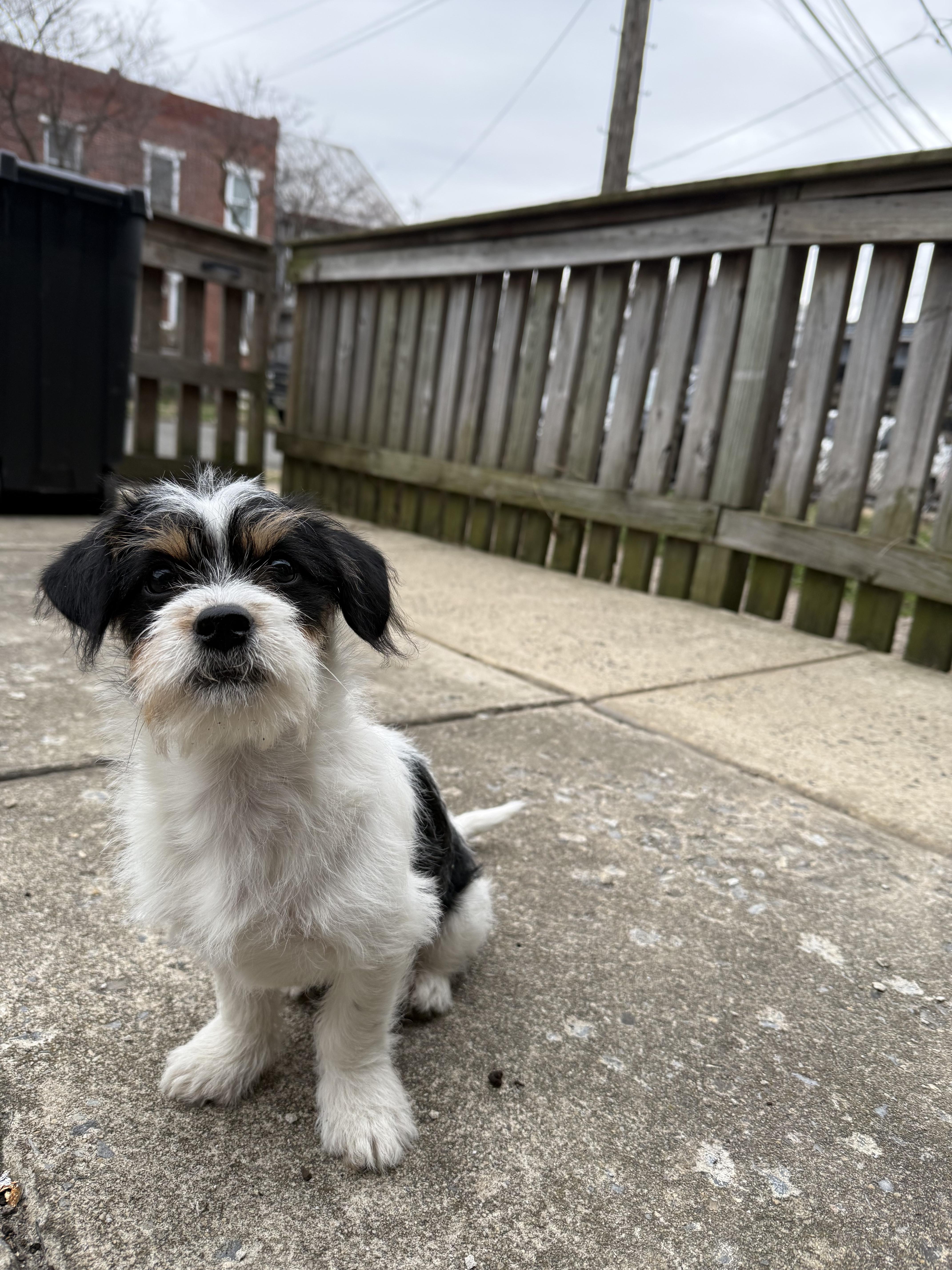 Enlarge Bart, a ADOPTABLE mixed breed in Medford, NJ image 1/5