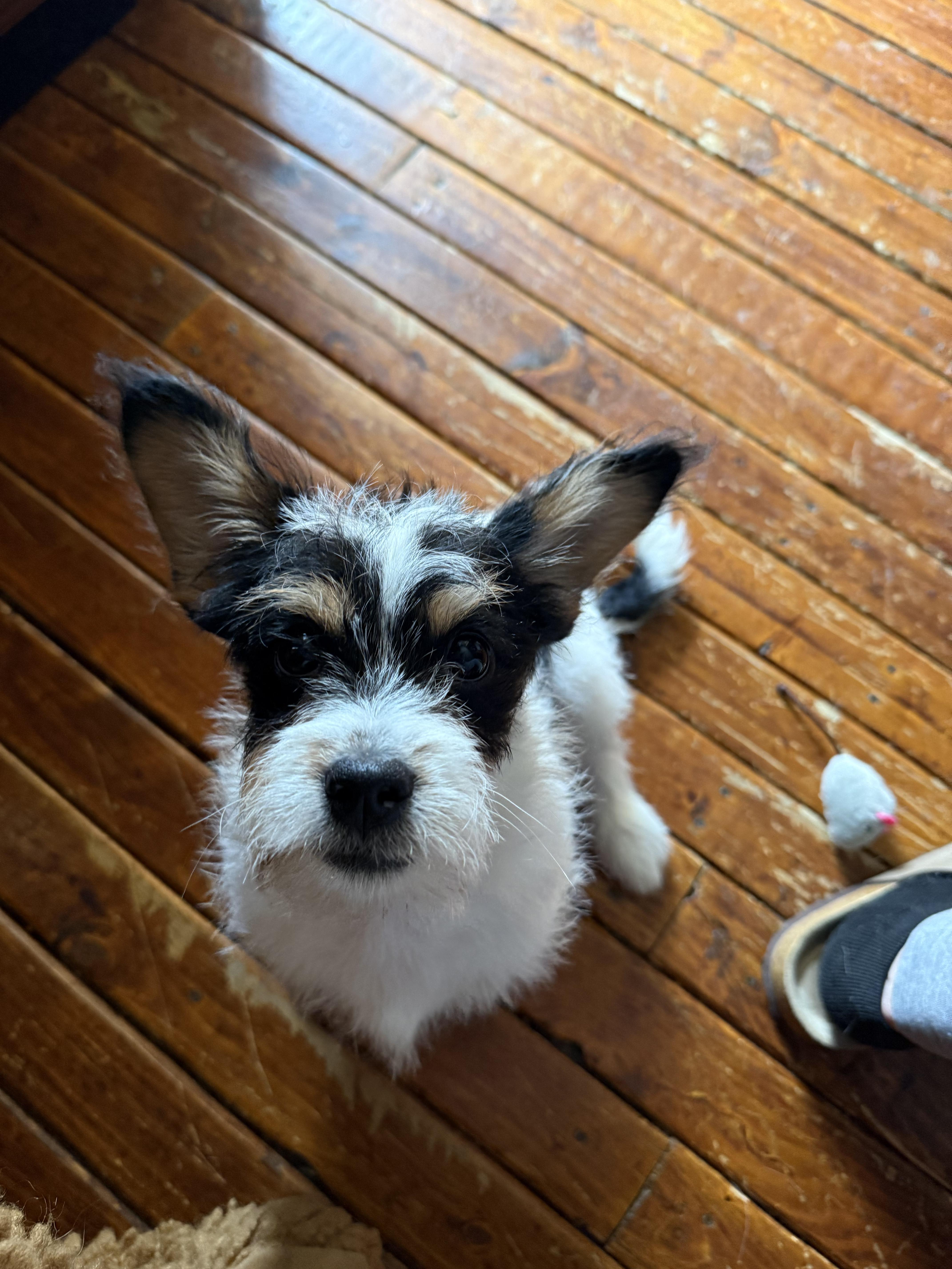 Enlarge Bart, a ADOPTABLE mixed breed in Medford, NJ image 5/5