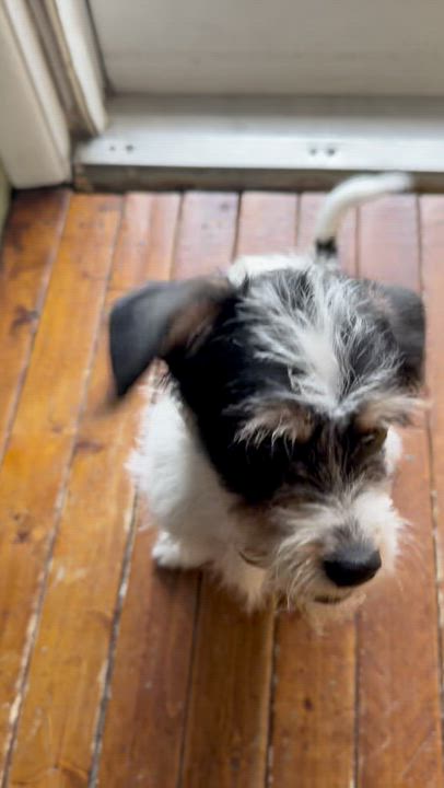 Enlarge Bart, a ADOPTABLE mixed breed in Medford, NJ video 2/5