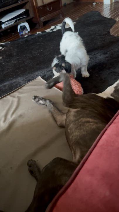 Enlarge Bart, a ADOPTABLE mixed breed in Medford, NJ video 4/5