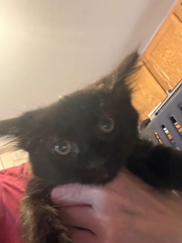 Enlarge Cashmere, a Adoptable mixed breed in Belton, MO image 1/2