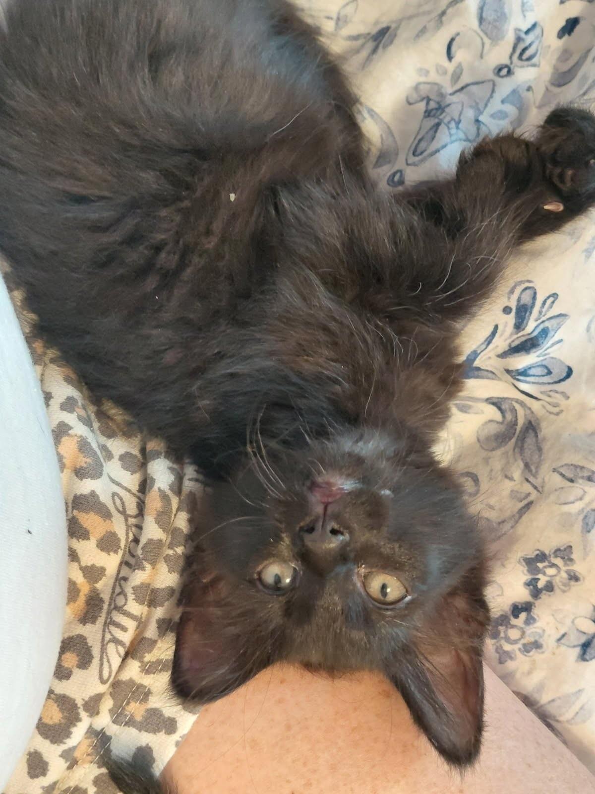 Enlarge Cashmere, a Adoptable mixed breed in Belton, MO image 2/2