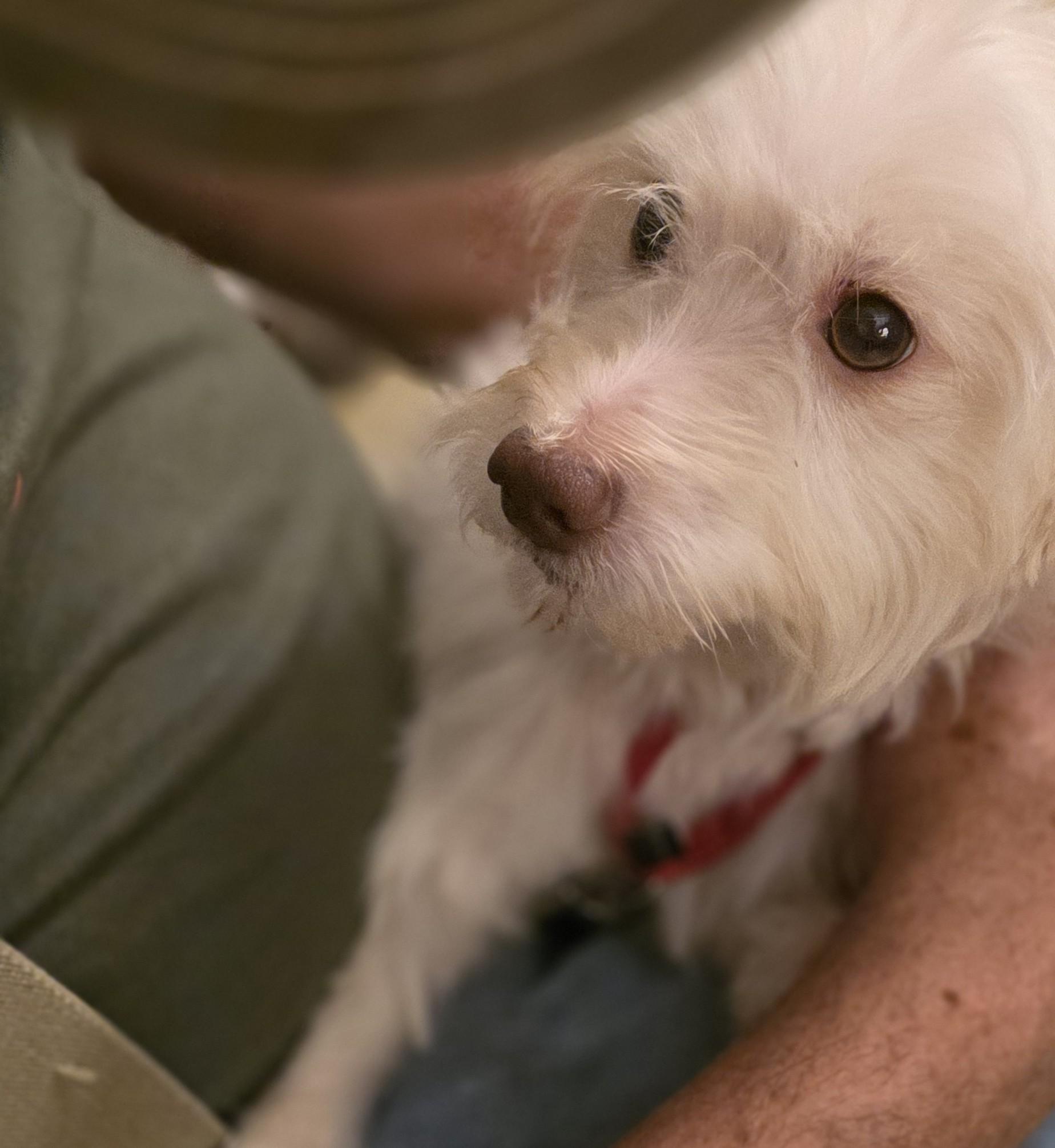 Enlarge Olaf, a Adoptable mixed breed in Greenville, SC image 3/3