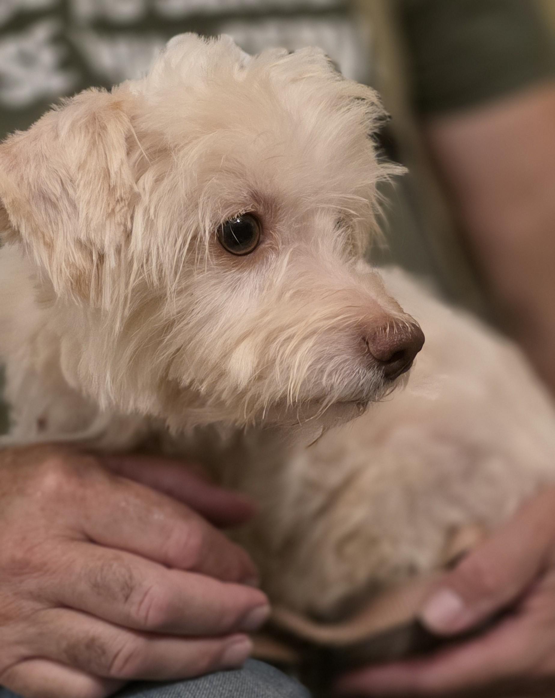 Enlarge Olaf, a Adoptable mixed breed in Greenville, SC image 2/3