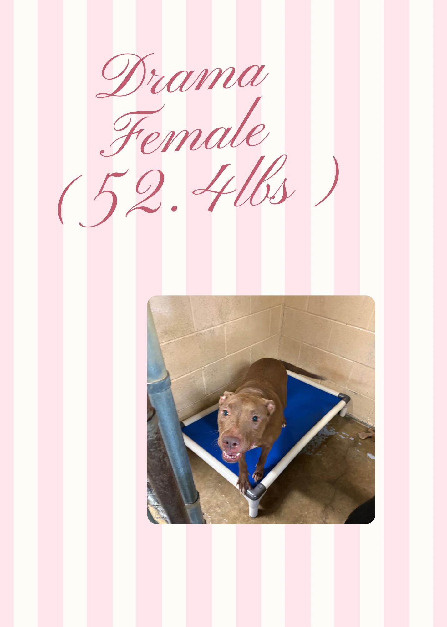 Drama, Adoptable, Adult Female Pit Bull Terrier.