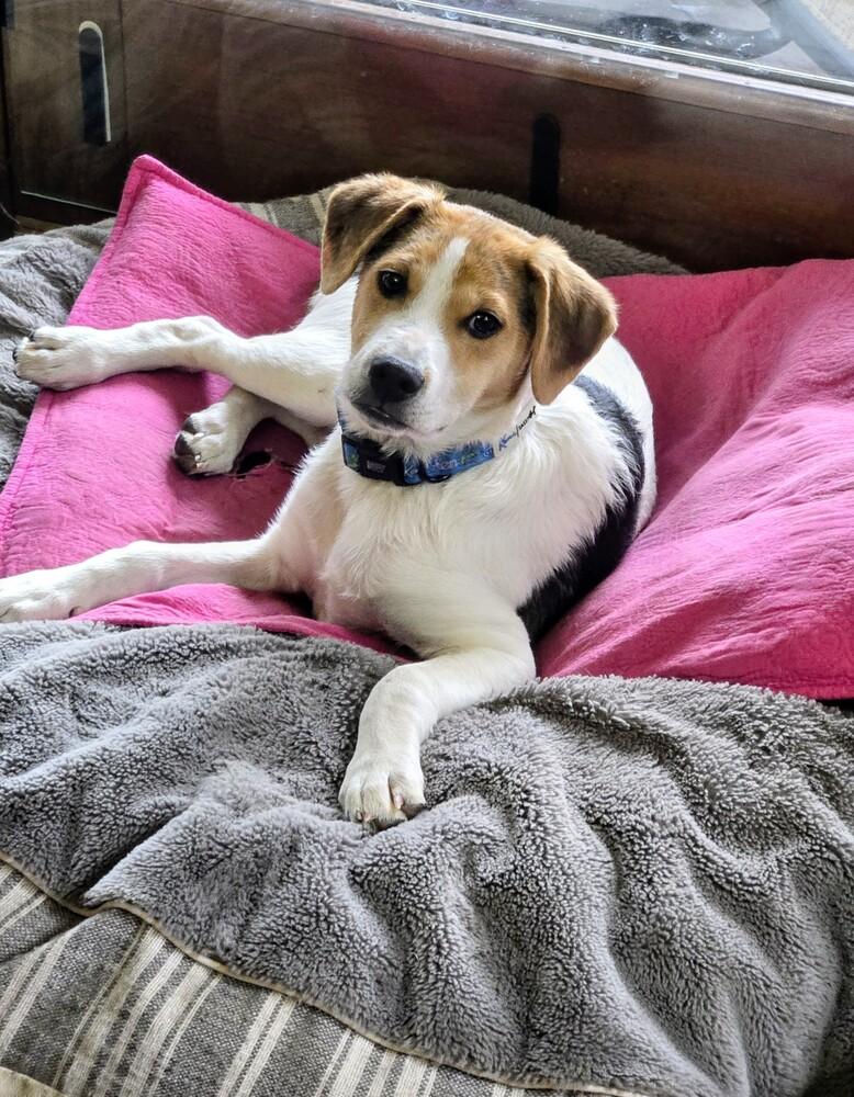 Porter, Adoptable, Puppy Male Fox Terrier & Pointer.