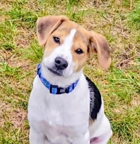 Porter, a Adoptable mixed breed in Evergreen, CO image 2/6