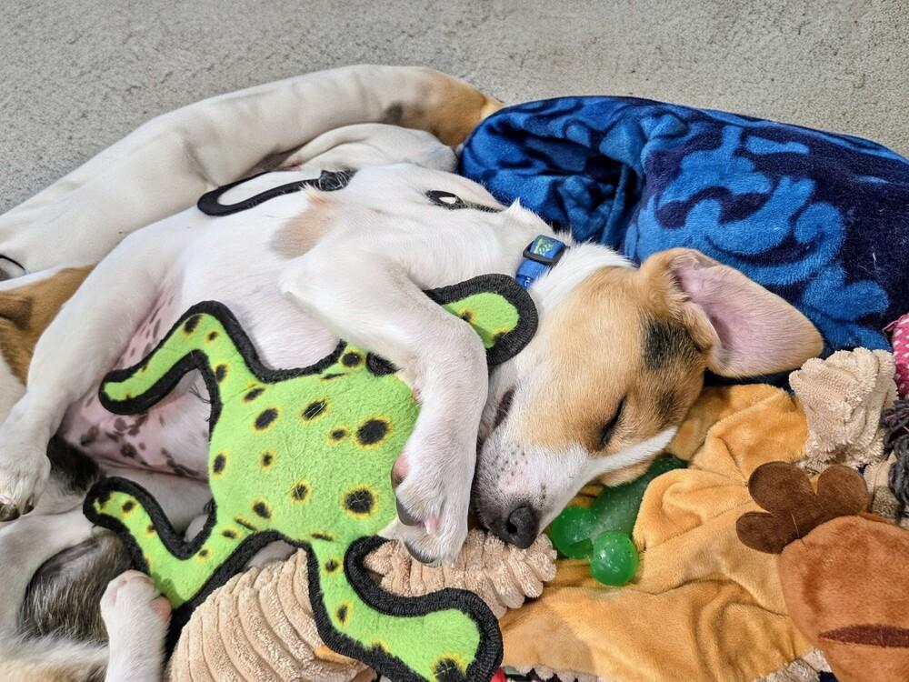 Porter, a Adoptable mixed breed in Evergreen, CO image 3/6