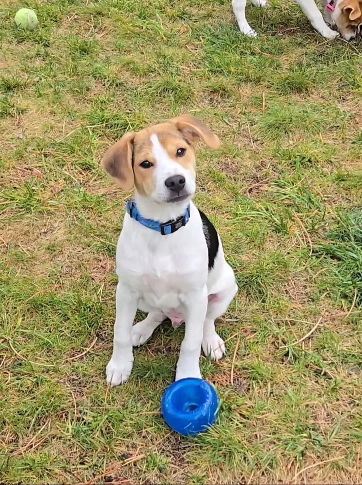 Porter, a Adoptable mixed breed in Evergreen, CO image 4/6