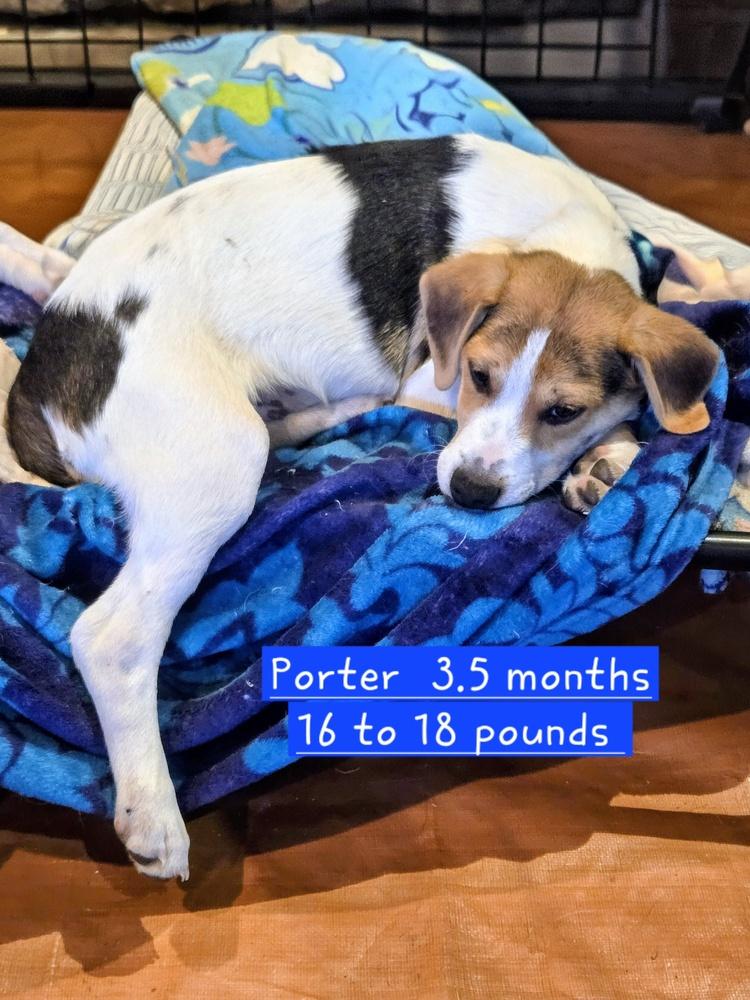 Porter, a Adoptable mixed breed in Evergreen, CO image 5/6