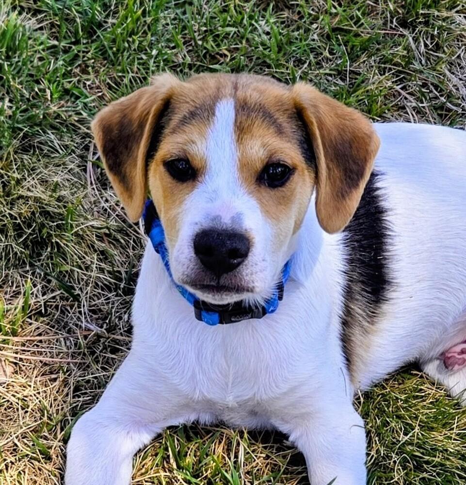 Porter, a Adoptable mixed breed in Evergreen, CO image 6/6