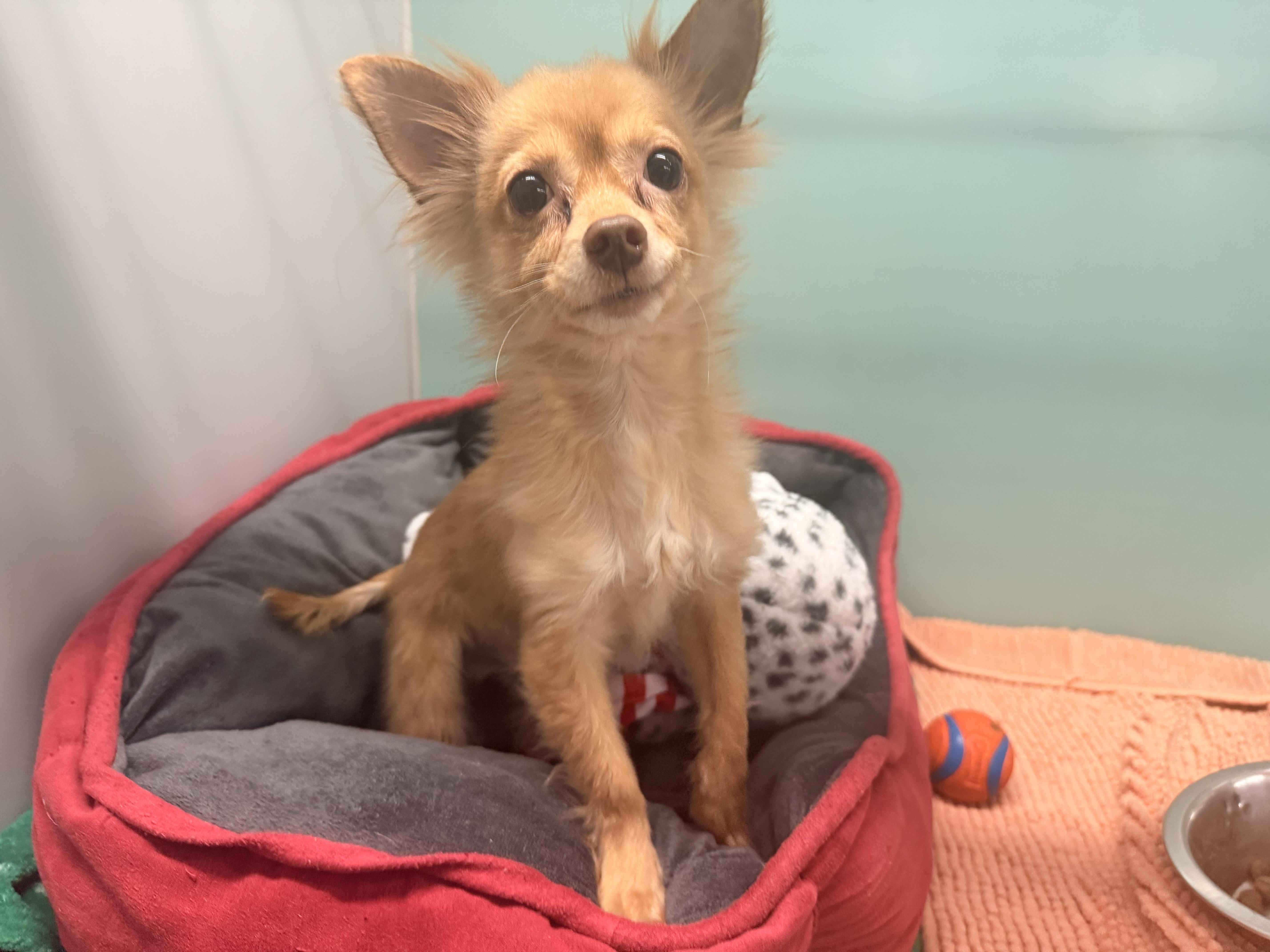 Jojo, ADOPTABLE, Young Male Chihuahua.