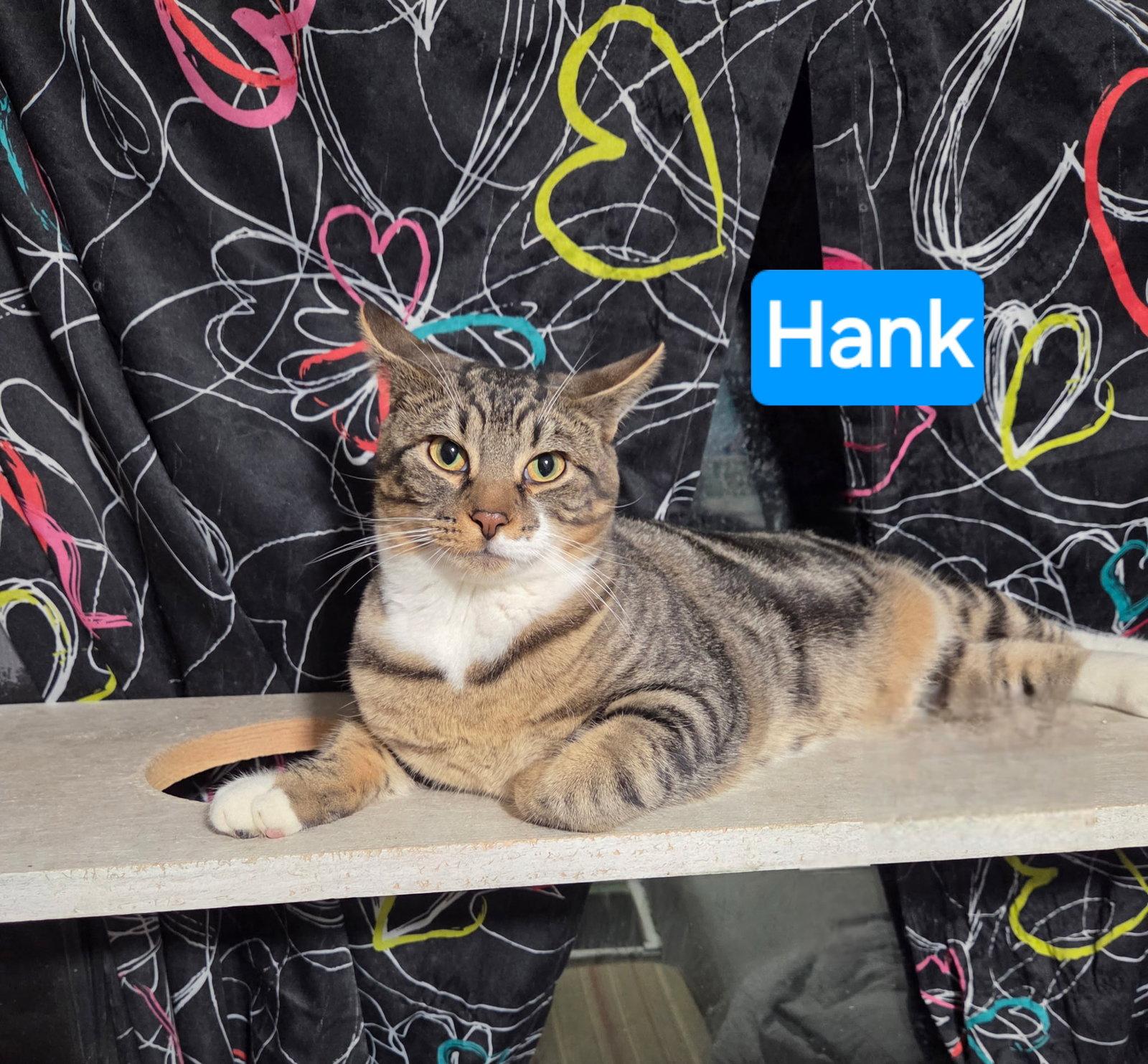 Enlarge Hank, a Adoptable Domestic Short Hair in Waterloo, IA image 1/2