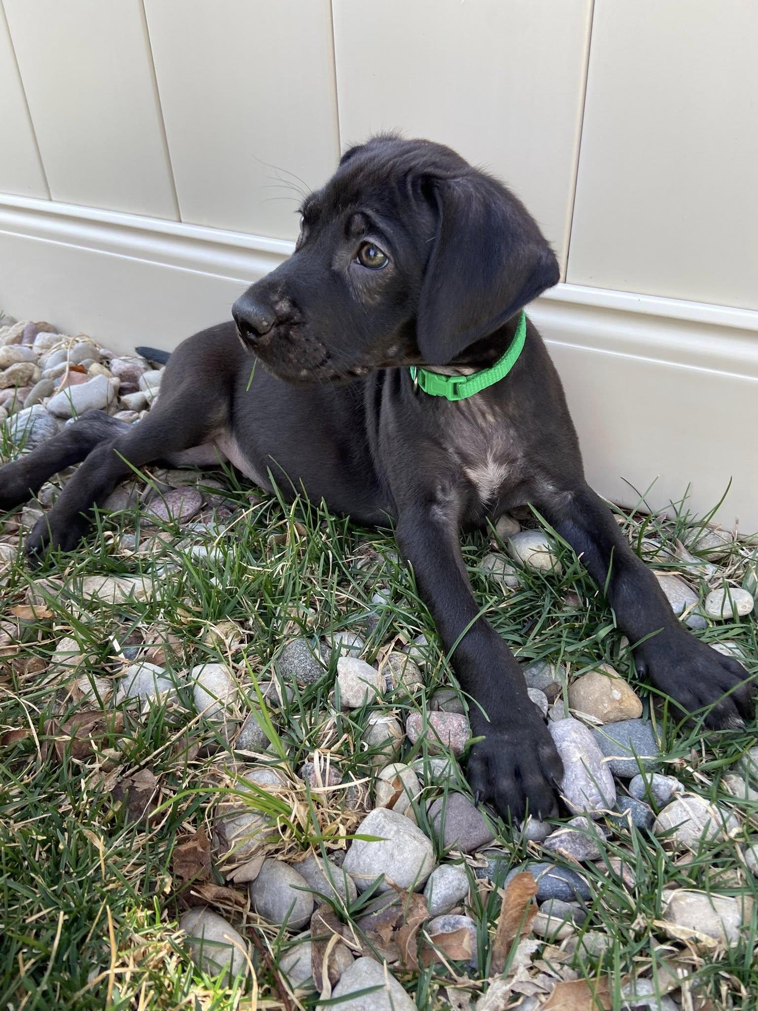 MJ the Lab Mix Puppy, Adoptable, Puppy Male Labrador Retriever & Catahoula Leopard Dog.