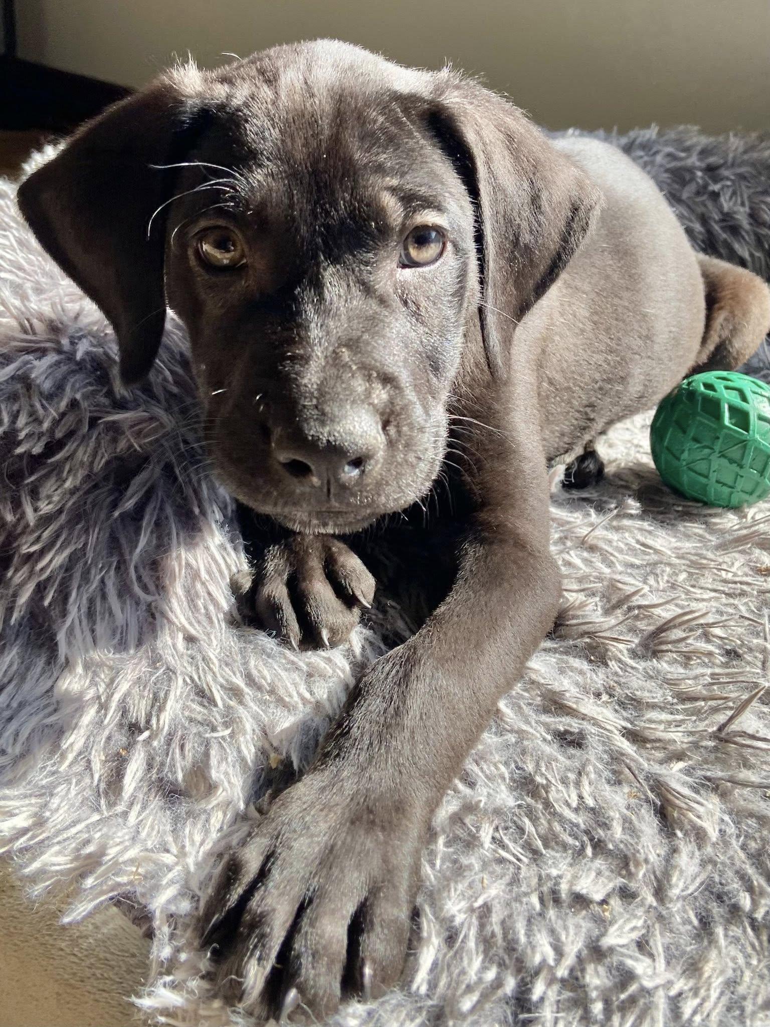 Enlarge MJ the Lab Mix Puppy, a Adoptable mixed breed in Muskego, WI image 3/3