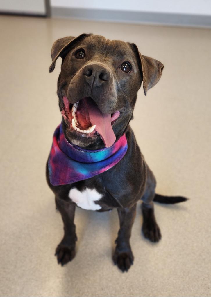 Tinks, Adoptable, Adult Female Pit Bull Terrier.