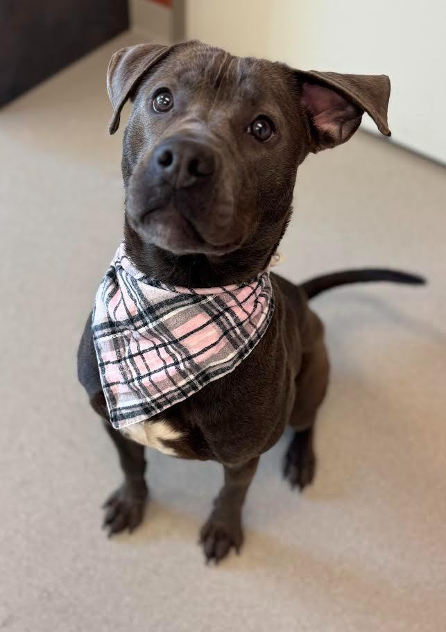 Tinks, a Adoptable Pit Bull Terrier in Superior, WI image 2/4