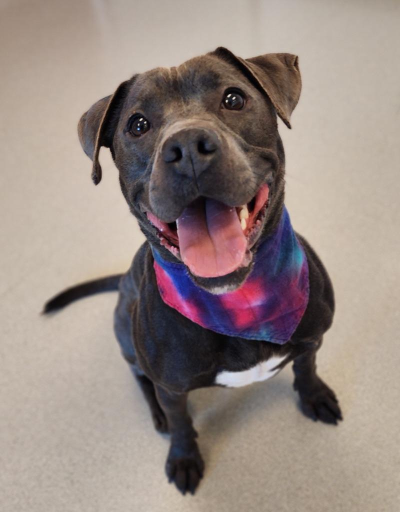 Tinks, a Adoptable Pit Bull Terrier in Superior, WI image 3/4