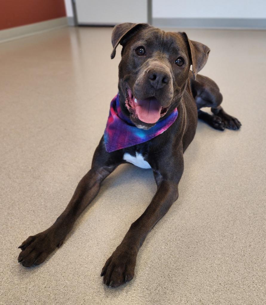 Tinks, a Adoptable Pit Bull Terrier in Superior, WI image 4/4